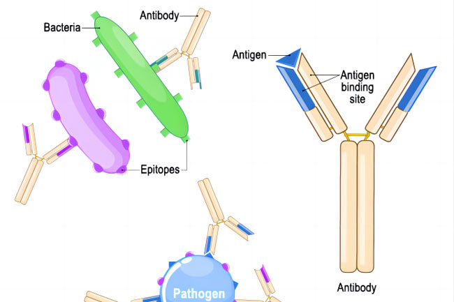 Sterile filtration products used in monoclonal antibody technology
